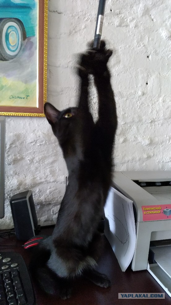 20 шикарных фотографий, в которых вся суть котов