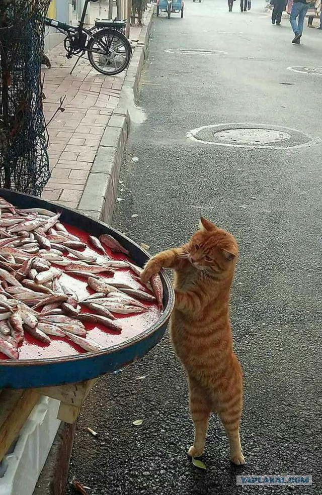 30 снимков, которые помогут улыбнуться даже в самый ненастный день