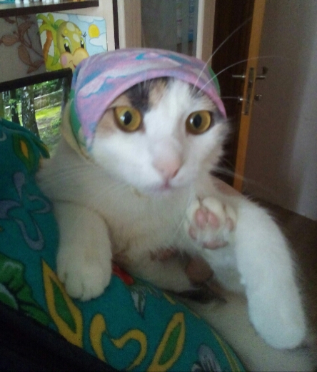 Котовторник 20.02.18