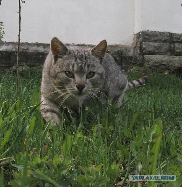 Ударим КОТОВТОРНИКОМ по УГ-постингу