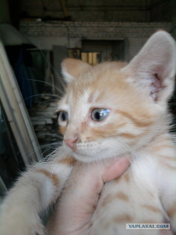 Котовторник