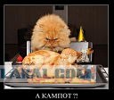 Состоятельный котовторник