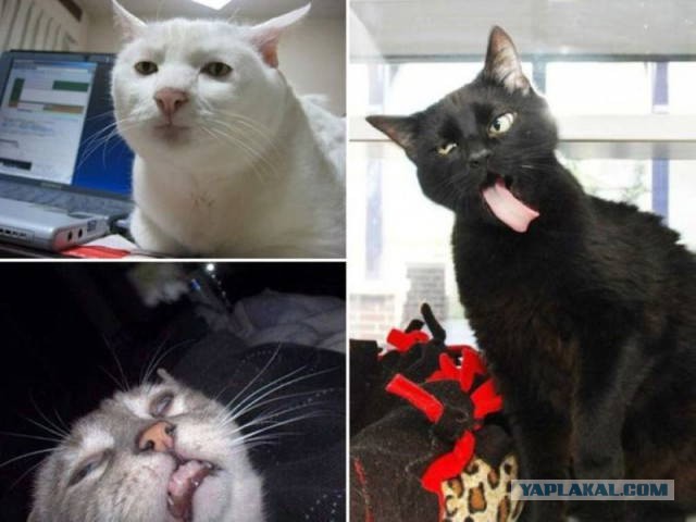 Лента прикольных картинок