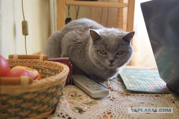 Котовторник 24.04.2012