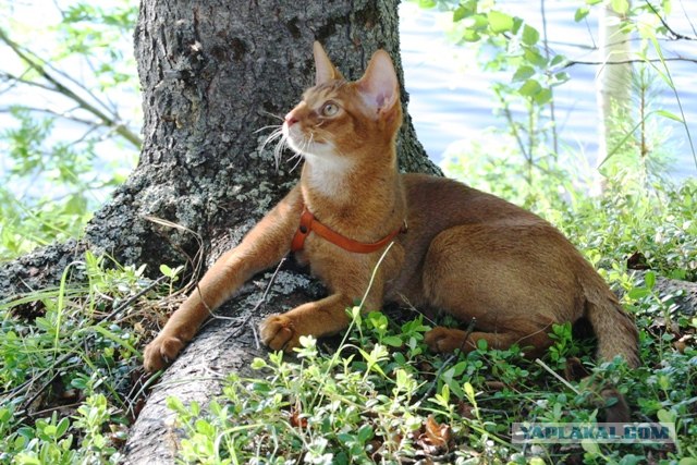 Котовторник  19.06.2012