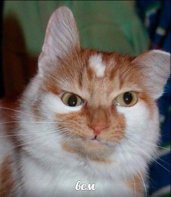 Забавные фото котеек