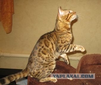 Котонянька и котовторник