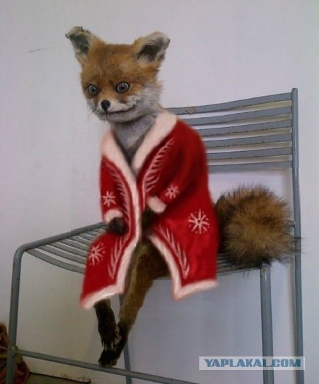 Самые смешные снимки животных за 2012 год