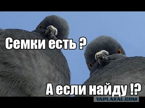 Будет весело, говорили они