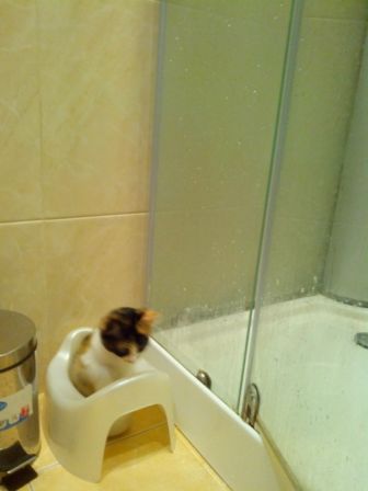 Чуток картинок не про вирус  13.0  Кошки и коты