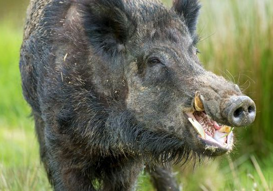 А тем временем в Свердловской области...