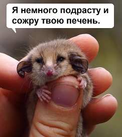В Австралии нашли карликовых поссумов, которых не видели уже год