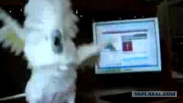 Попугай поёт Gangnam style