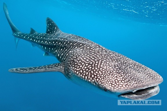 Пиросома: 15-ти метровая призрачная сосиска. Что это за невероятное существо?