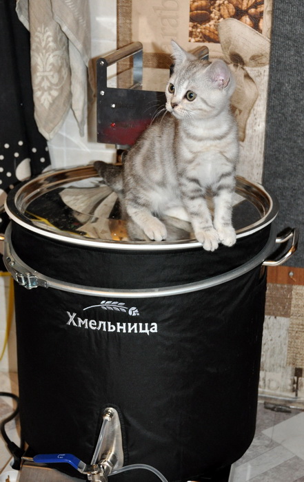 Пивная кружка