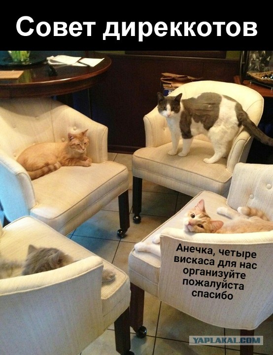 Забавные и смешные картинки на котовторник