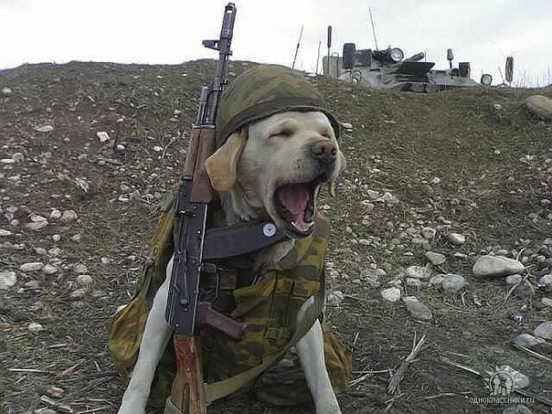 В мире прикольных животных