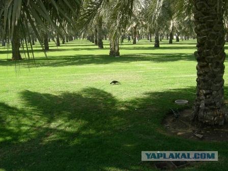 Чуваки, первый раз в жизни заграницу!