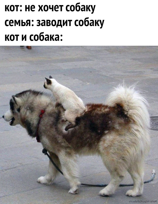 Весёлый полтишок 21.08.23