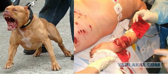 Убил питбультерьера, которого натравил хозяин