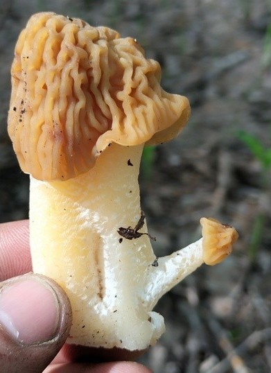 Настроения всем!
