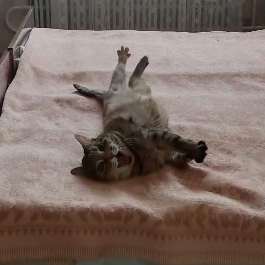 Котовторник 31.12.2024. Последний котовторник года