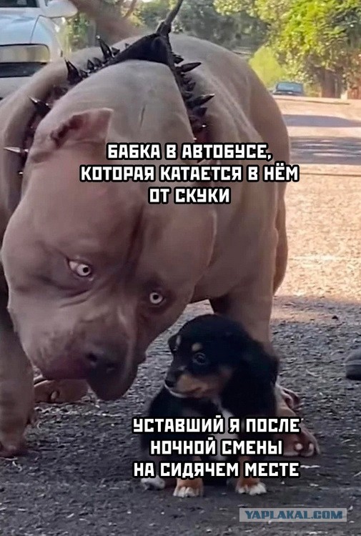 Так себе картинки 11.05.25