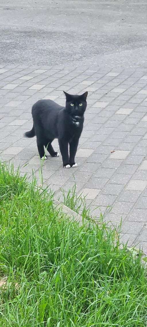 Котовторник