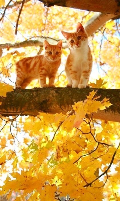 Осенний кот