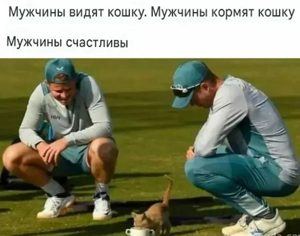 Подборка картинок к котовторнику