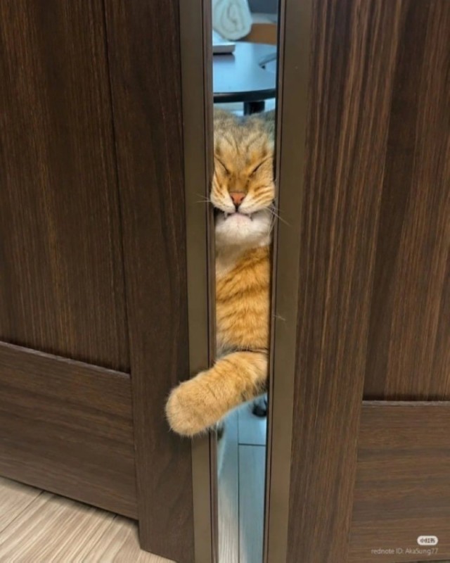 К котовторнику: подборка картинок-баянов с котиками и про котиков. Выпуск 44.