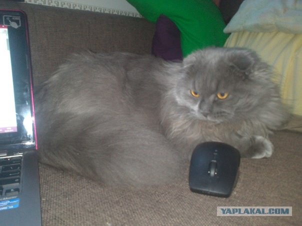Котовторник 22.07.14