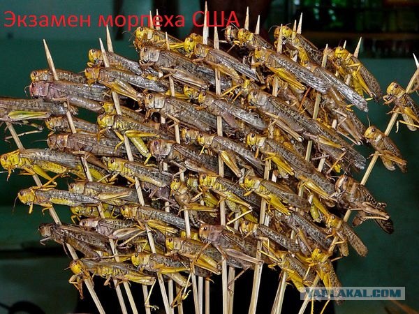 Глазами русско-американского Морпеха США