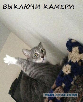 Котэ, которых застали врасплох
