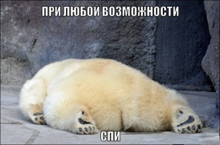Интересные факты из жизни полярных медведей
