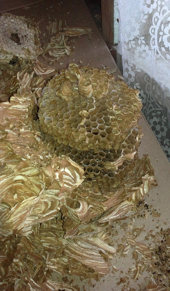 Коттедж опасных соседей