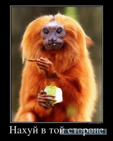 СШП: Российские летчики должны