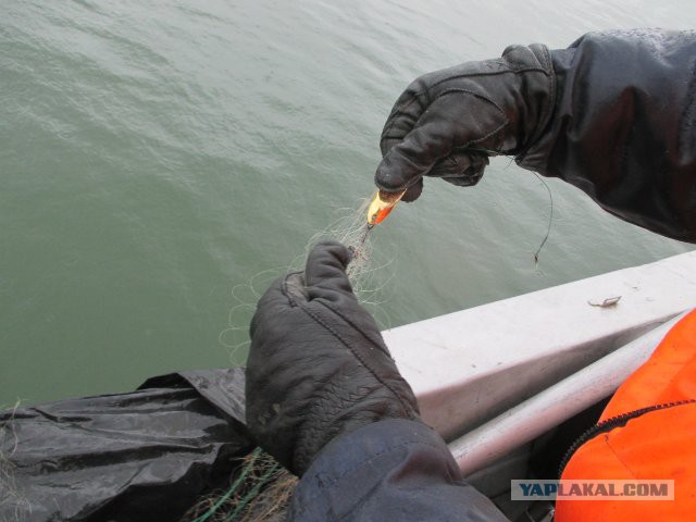 Браконьерам пламенный привет