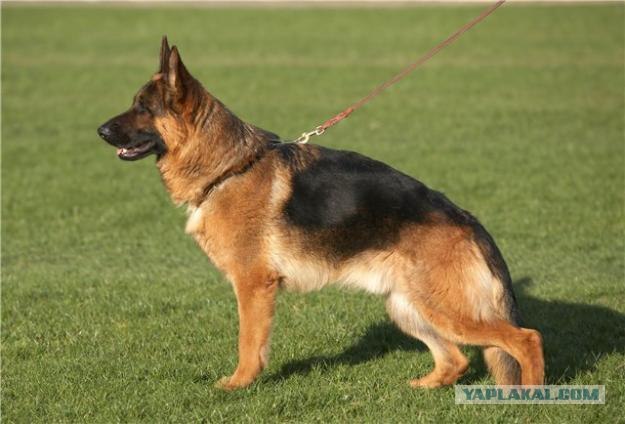 Очень добродушный песик сожрал хозяина