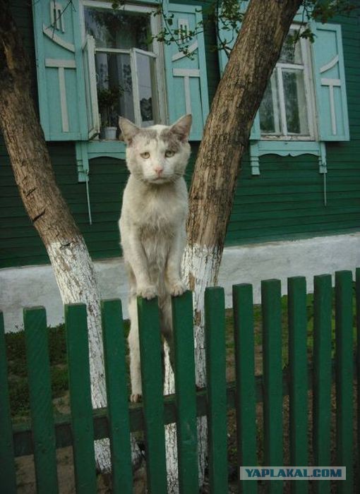 Картинки разные