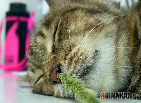 Коты, кошки, котята