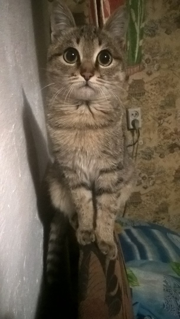 Котовторник  01.03.2016