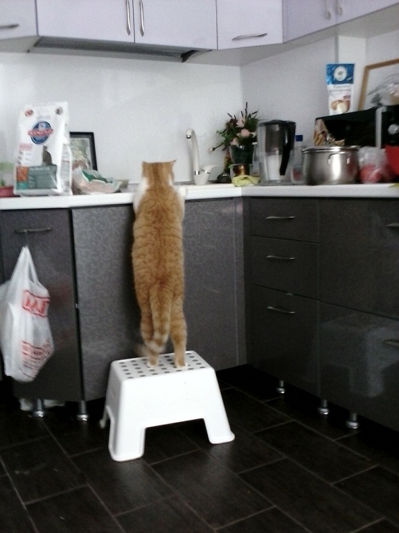 Коты пришли гладиться. Только и всего