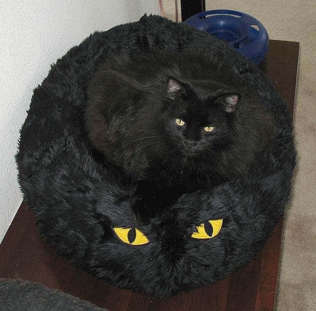 Коты, кошки, котята