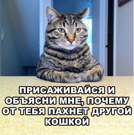 Прикольные животные