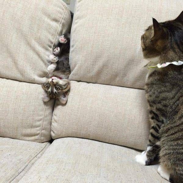 Коты и Кошки