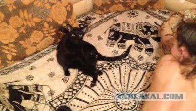 Кошак мой
