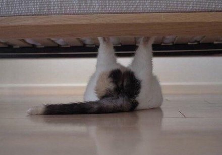 Коты и Кошки