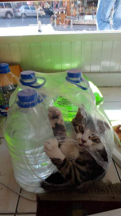 Коты и Кошки