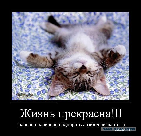 Выкинутый на улицу кот нашел свой дом.